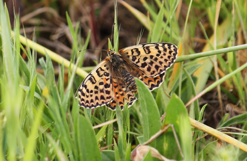 Melitaea didyma